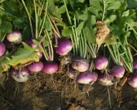 Pouco conhecido, esse vegetal é muito mais nutritivo que o espinafre e acelga e merece um lugar de destaque no seu cardápio