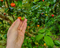 É do Brasil! Fruta da temporada protege o fígado, diminui o açúcar no sangue e ajuda na prevenção de infecções