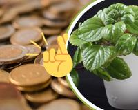 O truque pouco conhecido para transformar a sua planta do dinheiro em um verdadeiro amuleto verde