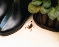 Esses são os locais em que os escorpiões podem se esconder na sua casa e você nem sabe