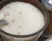 Qual a primeira coisa a fazer se você vir formigas em um pote de açúcar? Descubra qual é a recomendação e se ainda é seguro consumir