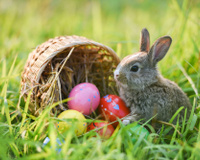 Coelho bota ovo? Entenda o que o animal e o chocolate têm a ver com a Páscoa