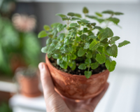 Nem lavanda, nem camomila: segundo a ciência, essa é a planta considerada um calmante natural para a mente e para o corpo