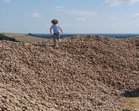 Um fazendeiro doa 500 toneladas de batatas para evitar que apodreçam e transforma seu campo em uma peregrinação para os necessitados e oportunistas