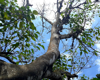 Árvore da morte é a planta mais perigosa do mundo: "A tua pele começa a derreter só de encostar nela"