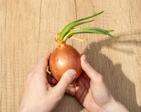 Cebola com broto faz mal? Descubra quando é seguro comer e quando jogar fora