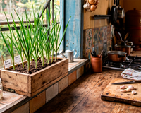 Como cultivar alho em casa: 5 dicas e truques do TudoGostoso para garantir uma colheita farta