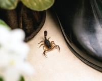 É por isso que escorpiões entravam na minha casa, mas desde que aprendi como evitá-los de verdade, nunca mais tive problemas