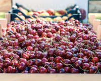 Autoridade Sanitária do Brasil destruiu mais de uma tonelada de cerejas chilenas após detectar a presença de praga quarentenária