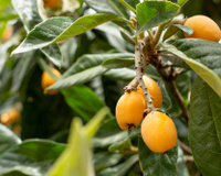 A fruta com propriedades anti-inflamatórias mais completas e que pode contribuir para a saúde do fígado