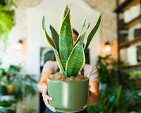 Xô mau-olhado! Essas são as 5 plantas que vão proteger sua casa contra a inveja e energia negativa