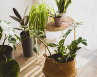 Não confunda sol com calor na hora de escolher a planta que vai decorar a sua casa