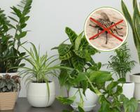 Muitas moscas na sua casa? Essas plantas podem ser ótimas aliadas para resolver o problema com esses insetos