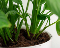 Colocar uma pequena quantidade de óleo junto ao caule das plantas: para que serve?