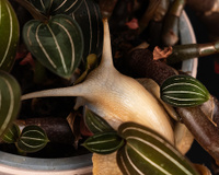 O que plantar no jardim na primavera para afastar as lesmas? O método dos jardineiros para mantê-las longe