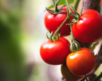 4 alimentos bons para a memória