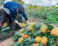 Capital do abacaxi: essa cidade brasileira colhe mais de 9 milhões de frutos todos os anos, movimenta a economia local e atrai pela qualidade de vida