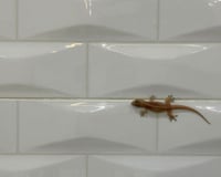 É isso que significa aparecer lagartixas na sua casa com frequência, de acordo com a ciência