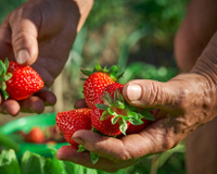 Festival do Morango de Atibaia e Jarinu valoriza produtor e une tradição de fazenda ao sabor doce das frutas