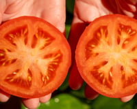 Especialistas concordam: os tomates estão perdendo o sabor devido ao surgimento de novas variedades que não são as tradicionais