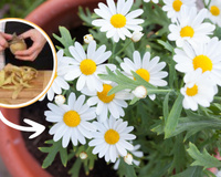 Veja como a casca de batata pode nutrir a sua margarida