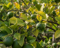 Limoeiro com folhas amareladas? Veja como recuperar com um remédio caseiro simples