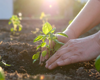 Cultive seu manjericão mais rápido com estes 2 ingredientes que você já tem na cozinha