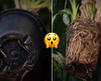 Palavra de jardineira: essa é a hora certa de trocar a sua planta de vaso