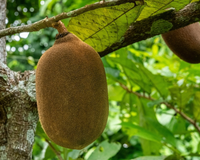 Como ter mais disposição usando apenas uma fruta da Amazônia no café da manhã