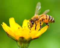 O que significa aparecer abelhas na sua casa com frequência, mesmo sem ter flores ou comida por perto?