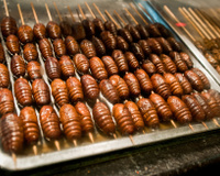 8 animais que você provavelmente não sabia que eram comestíveis