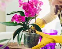 Como reviver uma orquídea: aqui estão os segredos para fazê-la florescer novamente