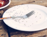 Diga adeus às formigas na sua comida! Veja como se livrar de uma colônia de formigas usando apenas detergente de louça misturado com este produto – funciona mesmo!