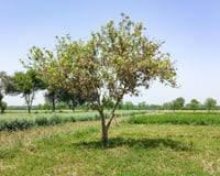 O limoeiro ficou para trás: essa a árvore frutífera é ideal para o seu quintal porque não racha o chão e ainda faz sombra