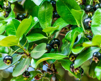 Frutinha de nome engraçado, conhecida como "cereja da Mata Atlântica", costuma passar batida em centros urbanos, mas basta provar para se encantar por seu sabor
