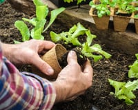 Tudo que você precisa saber para plantar alface em casa e ter sempre folhas frescas nas refeições