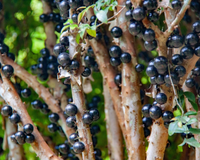 Da árvore esquecida ao laboratório: como sabores antigos estão sendo cientificamente redescobertos em pesquisa sobre frutas nativas