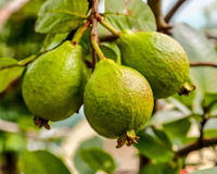 9 maneiras de cultivar goiaba em casa e colher as suas próprias no seu quintal