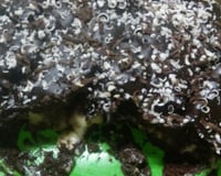 Bolo de chocolate com recheio cremoso