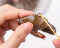 Afinal, pode ou não pode comer as linhas escuras que tem no camarão? TudoGostoso revela a resposta e você vai se surpreender!