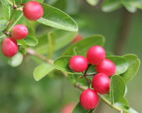 Faz o azedo parecer doce: a fruta-do-milagre está dando o que falar na internet por mudar o sabor