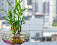 Plante bambu da sorte na água: 5 dicas de cultivo e de como usá-lo na decoração