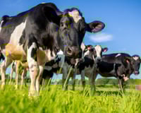 Cowgorithm: a IA fazendeira que comanda vacas pelo celular e economiza horas de trabalho no agro