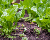 Chicória e a escarola: confira as diferenças e os benefícios para a saúde