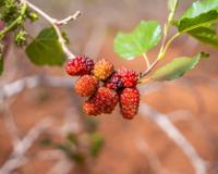 Melhores árvores frutíferas para plantar no jardim e ter sempre frutas na sua casa, sem precisar ir ao mercado!