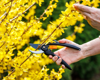 Muitas pessoas cortam as flores murchas do jeito errado: esse erro pode impedir a planta de produzir novos botões