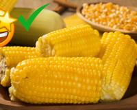 Benefícios do milho: entenda o impacto desse ingrediente na saúde e qual é a melhor forma de consumi-lo