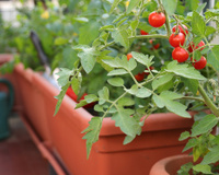 Plante tomate em casa: só quando a gente planta e colhe minutos antes da salada é que a gente se dá conta do verdadeiro sabor