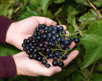 Elas têm muitas sementes e casca mais grossa: conheça as diferenças entre as uvas para vinho e as variedades que encontramos nas feiras