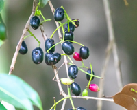 Parece chiclete de tutti-frutti: essa fruta exótica que nasce em árvore é rica em antioxidantes e fácil de cultivar